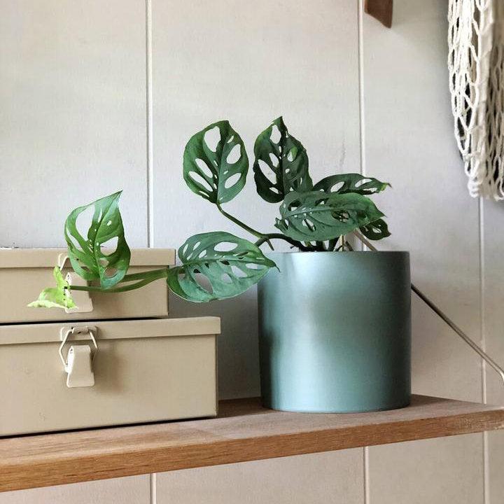Swiss Cheese Vine (Monstera adansonii) - THE PLANT SOCIETY