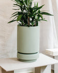 Tall Pier Planter agave by The Plant Society