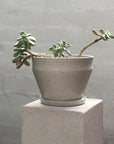 White Satin Ridge Planters by Alison Frith - THE PLANT SOCIETY