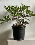 South African Cabbage Tree (Cussonia paniculata) - THE PLANT SOCIETY ONLINE OUTPOST