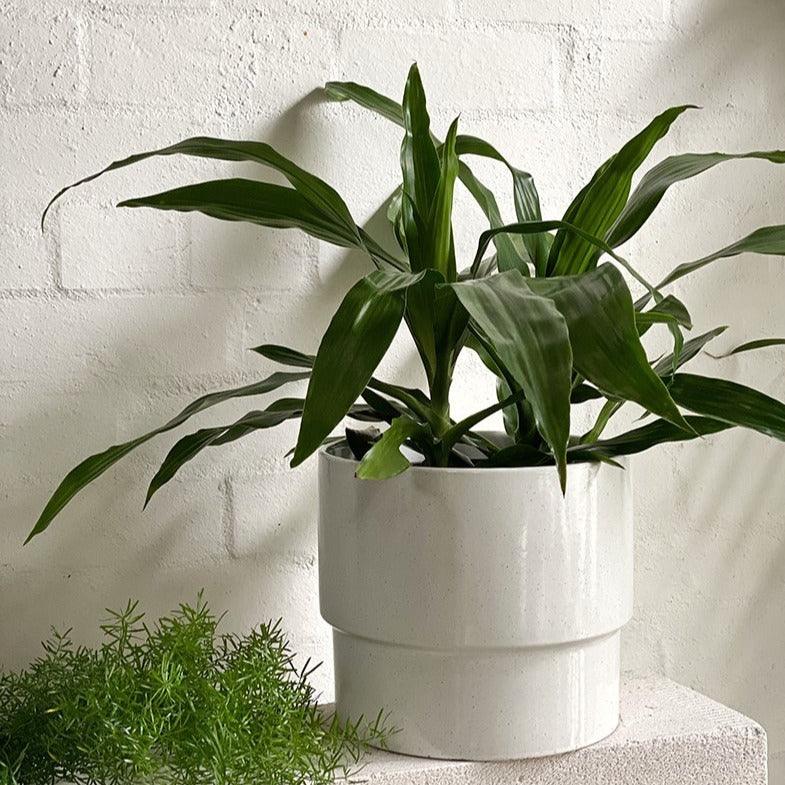 Dragon Tree (Dracaena deremensis 'Janet Craig') - THE PLANT SOCIETY