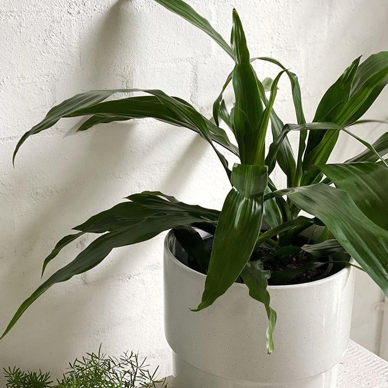 Dragon Tree (Dracaena deremensis 'Janet Craig') - THE PLANT SOCIETY