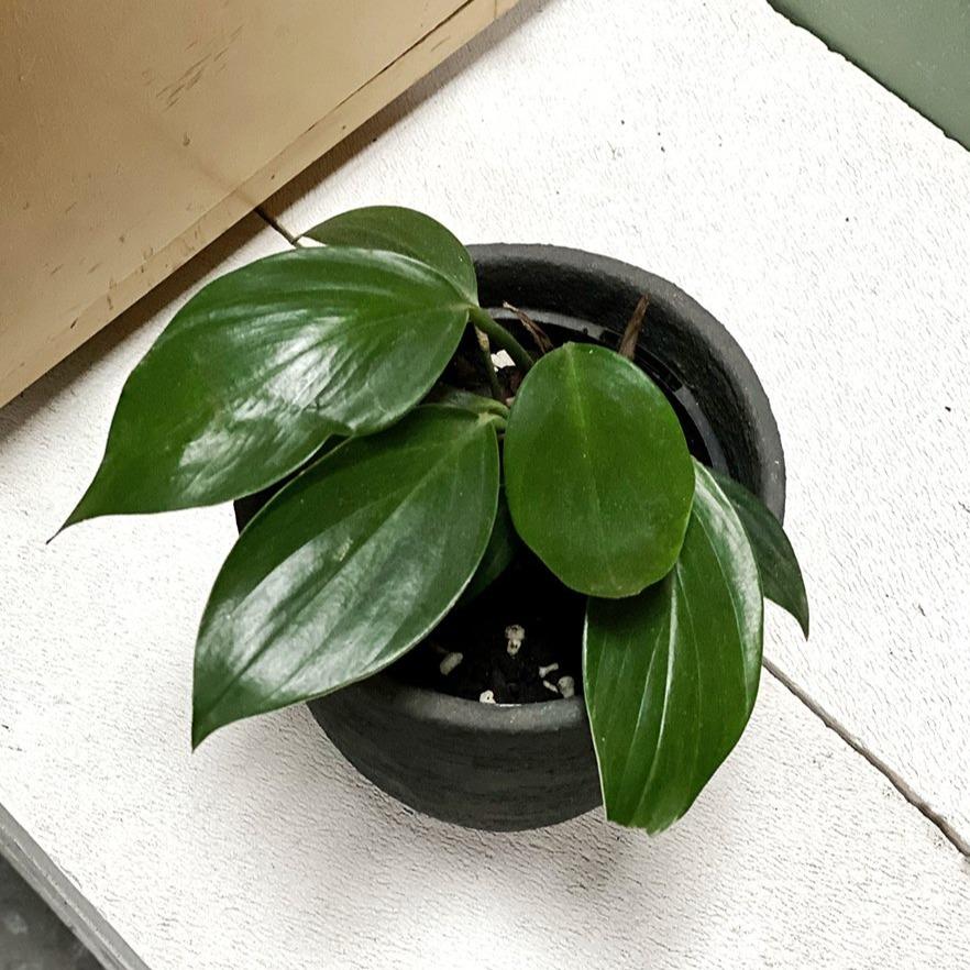 Dragon Tail Plant (Epipremnum pinnatum) - THE PLANT SOCIETY ONLINE OUTPOST
