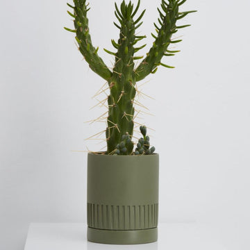 Etch Planter in Agave by Capra Designs