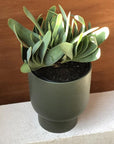 Fan Aloe (Aloe plicatilis) - THE PLANT SOCIETY ONLINE OUTPOST