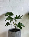 Paper Plant (Fatsia japonica) - THE PLANT SOCIETY ONLINE OUTPOST