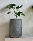 Paper Plant (Fatsia japonica) - THE PLANT SOCIETY ONLINE OUTPOST