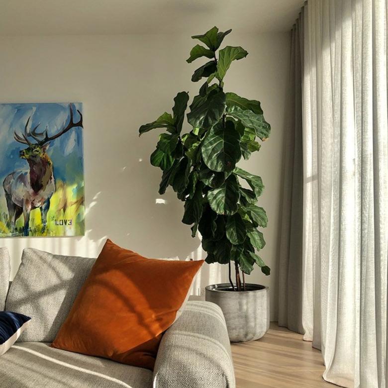 https://theplantsociety.com.au/cdn/shop/products/ThePlantSociety_Ficuslyrata01.jpg?v=1649474716