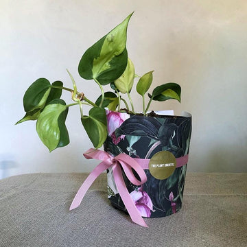 Gift Wrapping Service - Wrapping Paper - THE PLANT SOCIETY