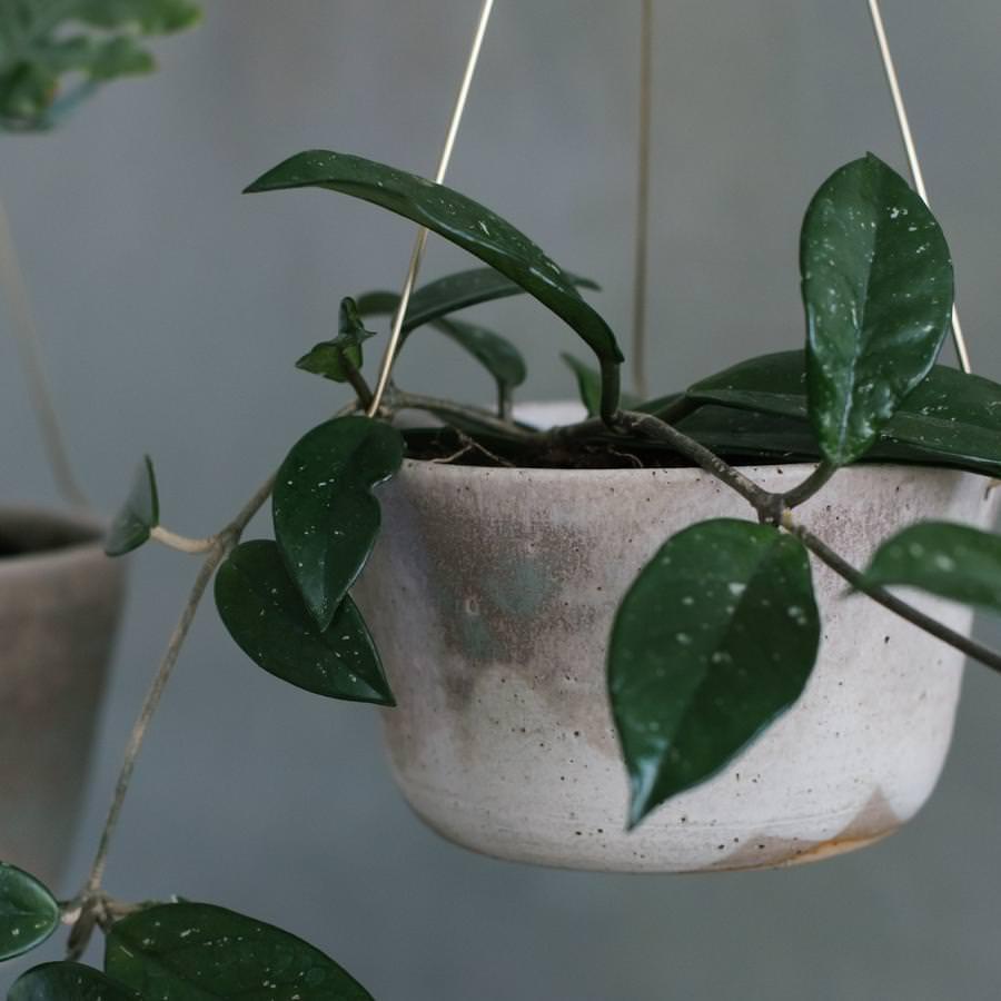 Moss Green Brass Hanging Planter by Leaf &amp; Thread