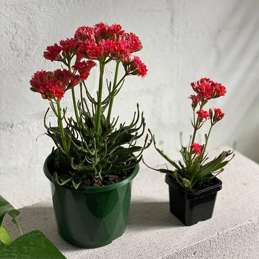Kalanchoe Tarantula (Kalanchoe katapifa 'tarantula') - THE PLANT SOCIETY ONLINE OUTPOST