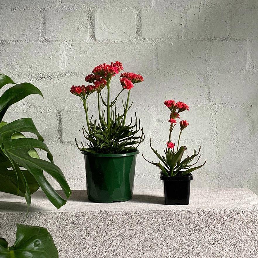 Kalanchoe Tarantula (Kalanchoe katapifa 'tarantula') - THE PLANT SOCIETY ONLINE OUTPOST