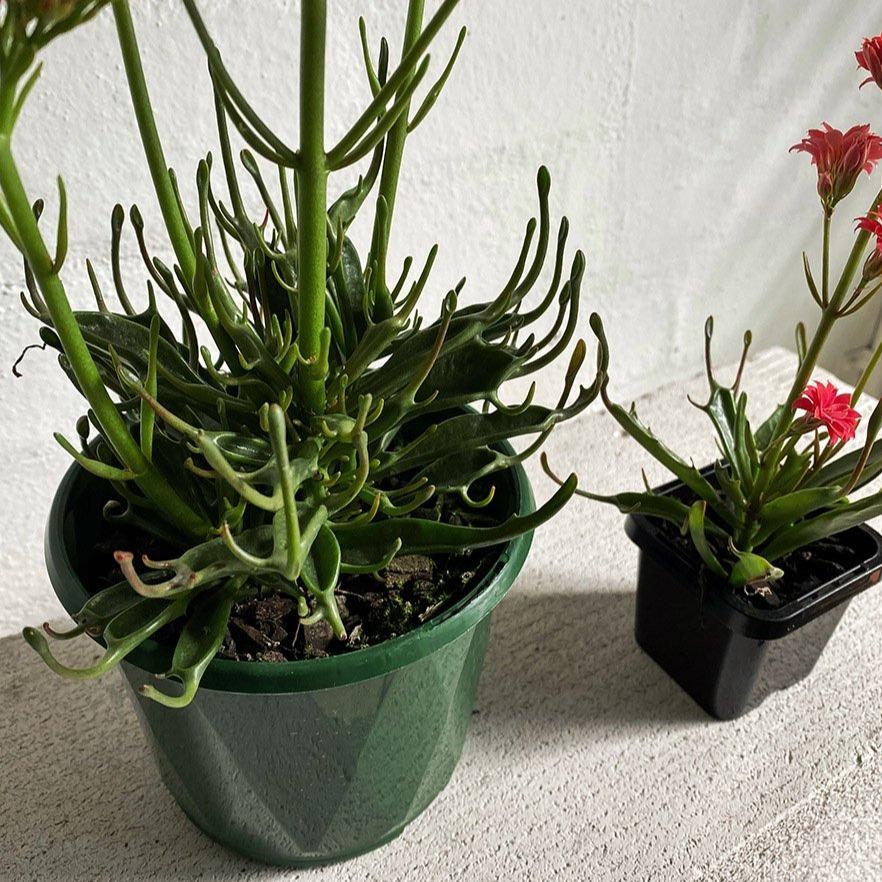 Kalanchoe Tarantula (Kalanchoe katapifa 'tarantula') - THE PLANT SOCIETY ONLINE OUTPOST