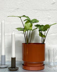 Arrowhead Plant (Syngonium podophyllum) - THE PLANT SOCIETY ONLINE OUTPOST