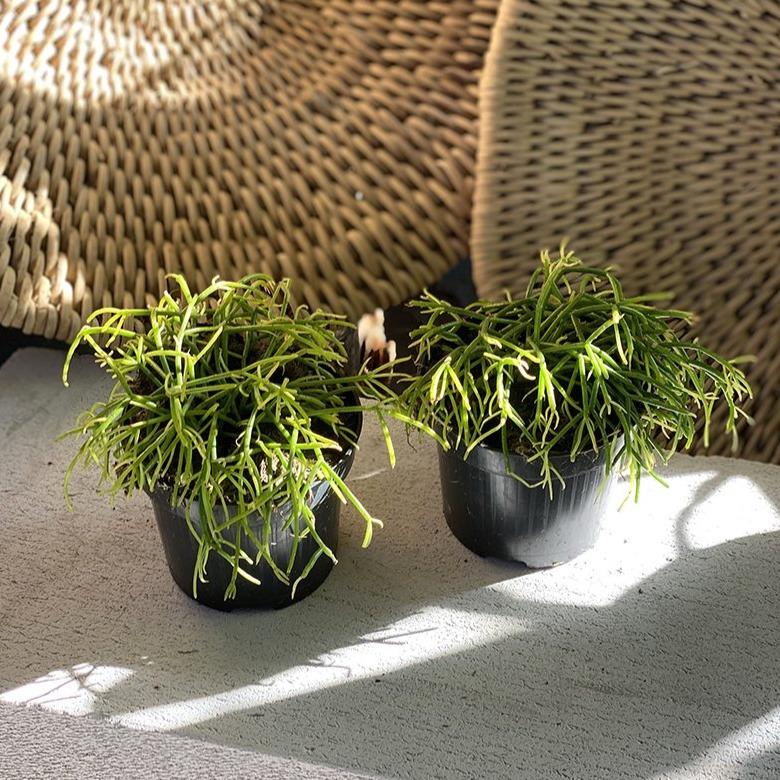 types of mistletoe cactus Mistletoe cactus (Rhipsalis) Assorted