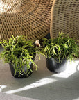 Mistletoe cactus (Rhipsalis) - THE PLANT SOCIETY ONLINE OUTPOST