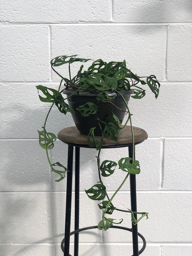Swiss Cheese Vine (Monstera adansonii) - THE PLANT SOCIETY