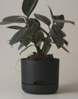 Self Watering Planter 170mm by Mr Kitly - THE PLANT SOCIETY ONLINE OUTPOST