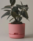 Self Watering Planter 250mm by Mr Kitly - THE PLANT SOCIETY ONLINE OUTPOST