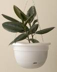 Self Watering Hanging Planter by Mr Kitly - THE PLANT SOCIETY ONLINE OUTPOST
