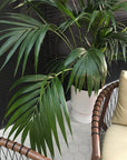 Large Palm Springs Planter with Kentia Palm by Lightly Design