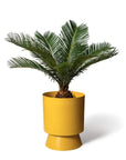 Large Palm Springs in Tumeric by Lightly Design