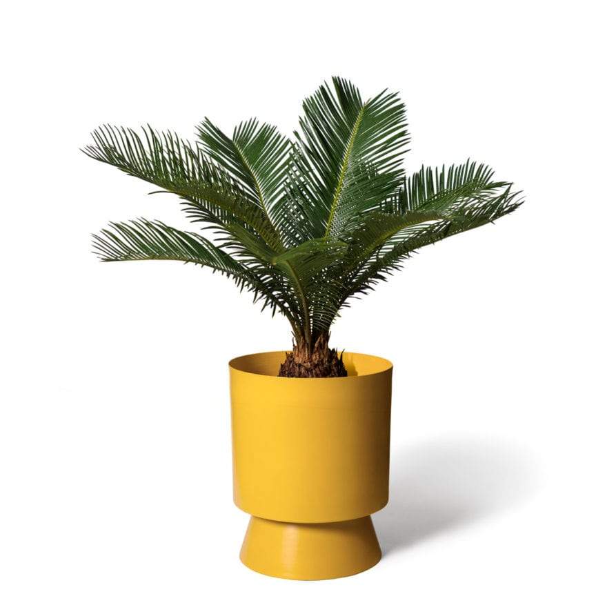 Large Palm Springs in Tumeric by Lightly Design