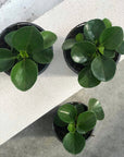 Peperomia Jade - Indoor Plant - House Plant at The Plant Society