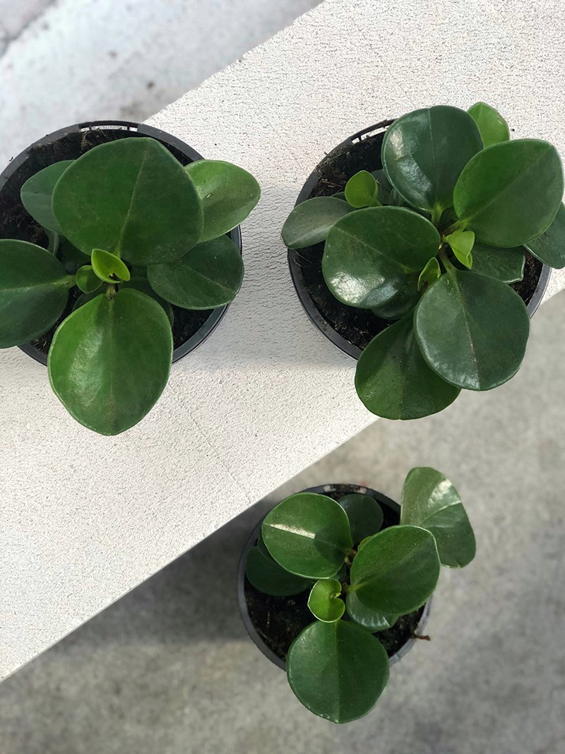 Peperomia Jade - Indoor Plant - House Plant at The Plant Society
