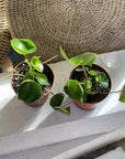 Coin Leaf Peperomia - Indoor Plant - House Plant at The Plant Society