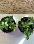 Radiator Plant (Peperomia angulata 'rocca verde') - THE PLANT SOCIETY ONLINE OUTPOST