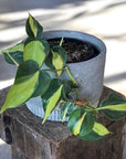 Philodendron Brazil (Philodendron hederaceum 'brasil') - THE PLANT SOCIETY ONLINE OUTPOST