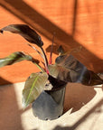 Congo Philodendron (Philodendron rojo congo) - THE PLANT SOCIETY ONLINE OUTPOST