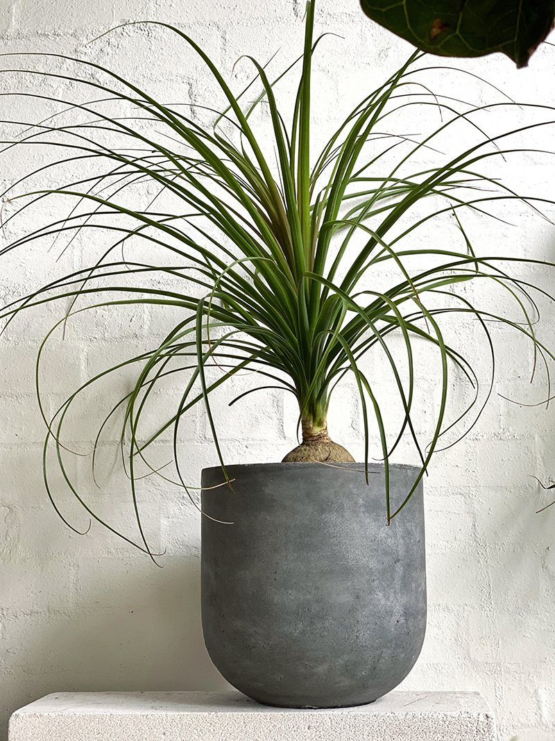 Ponytail Palm at The Plant Society