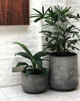 Rhapis Palm (Rhapis excelsa) - THE PLANT SOCIETY ONLINE OUTPOST
