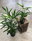 Rhapis Palm (Rhapis excelsa) - THE PLANT SOCIETY ONLINE OUTPOST