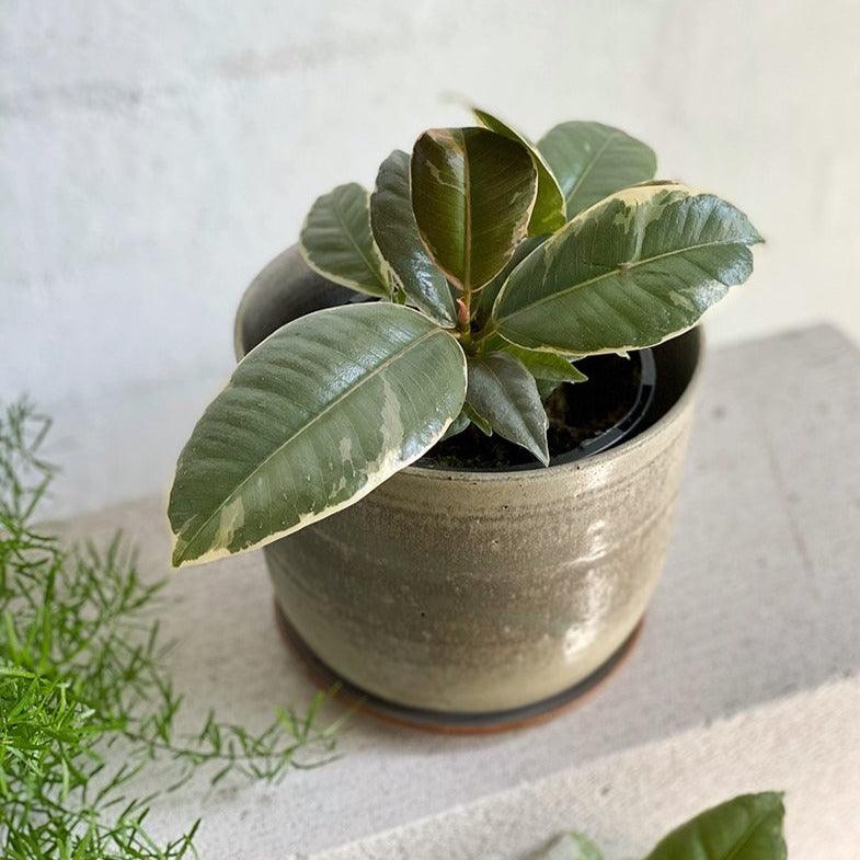 Variegated Rubber Plant (Ficus elastica 'tineke') - THE PLANT SOCIETY