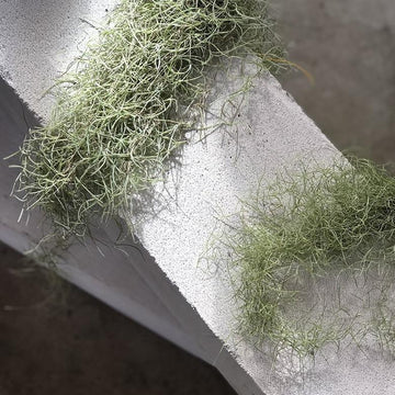 Spanish Moss (Tillandsia usneoides) - THE PLANT SOCIETY ONLINE OUTPOST