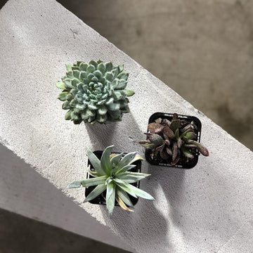 Succulent Babies - THE PLANT SOCIETY ONLINE OUTPOST