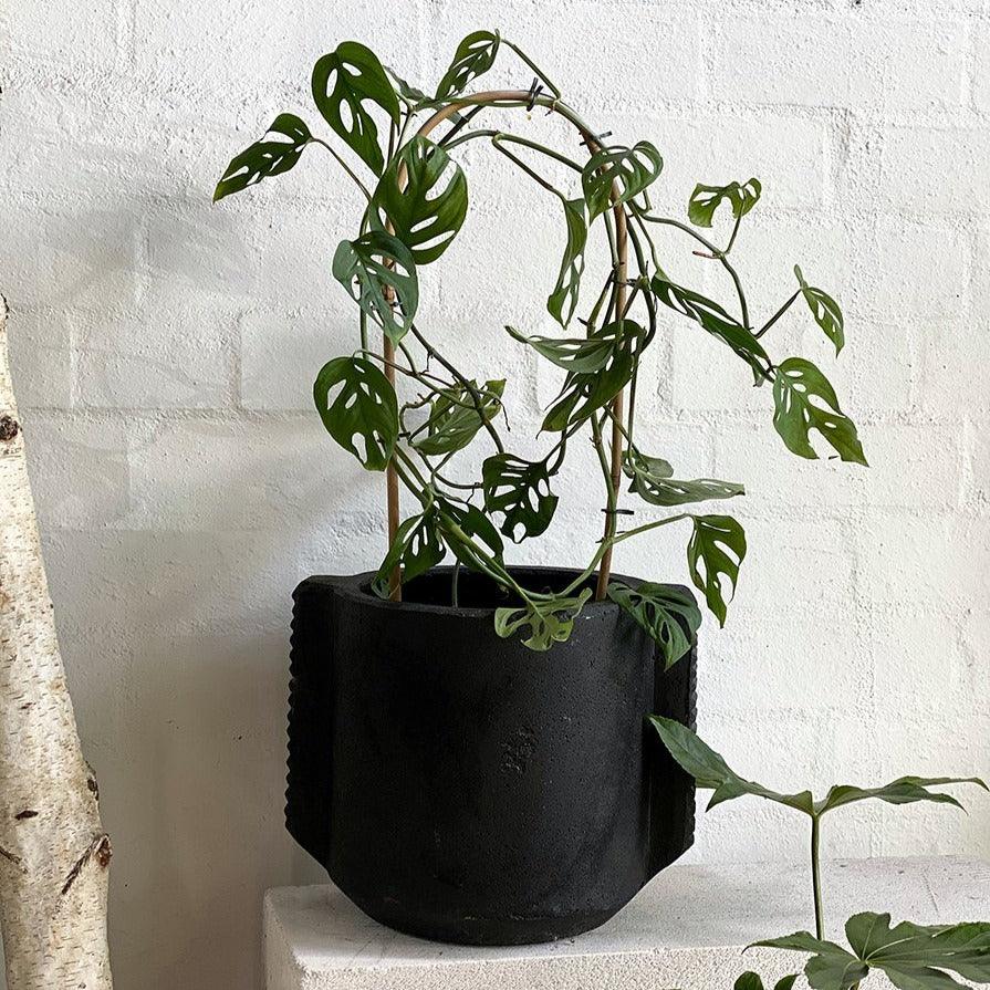 Swiss Cheese Vine (Monstera adansonii) - THE PLANT SOCIETY