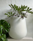 Tear Drop Planter - THE PLANT SOCIETY ONLINE OUTPOST