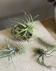 Air Plant (Tillandsia) - THE PLANT SOCIETY ONLINE OUTPOST