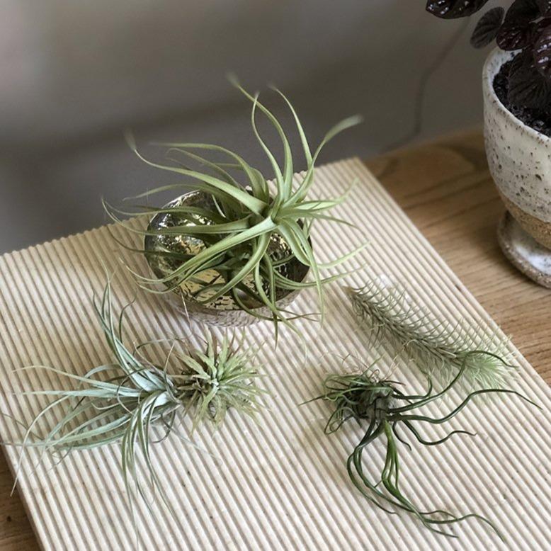Air Plant (Tillandsia) - THE PLANT SOCIETY ONLINE OUTPOST