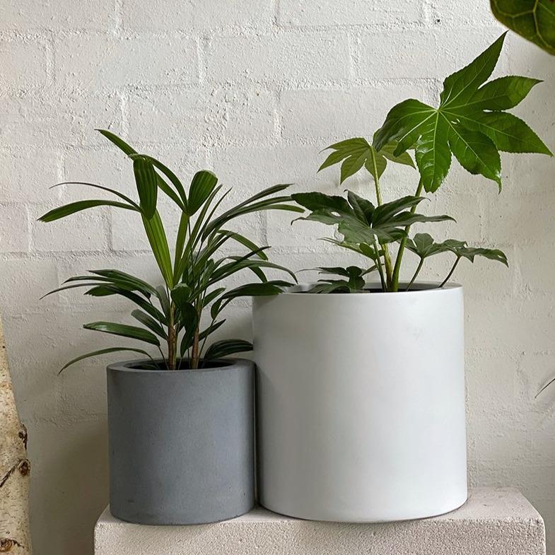 Tub Planter - THE PLANT SOCIETY ONLINE OUTPOST