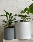 Tub Planter - THE PLANT SOCIETY ONLINE OUTPOST