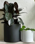 Tub Planter - THE PLANT SOCIETY ONLINE OUTPOST