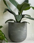 U Planter - THE PLANT SOCIETY ONLINE OUTPOST
