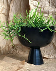 Large Vera Planter in Black with Rhipsalis by Lightly Design