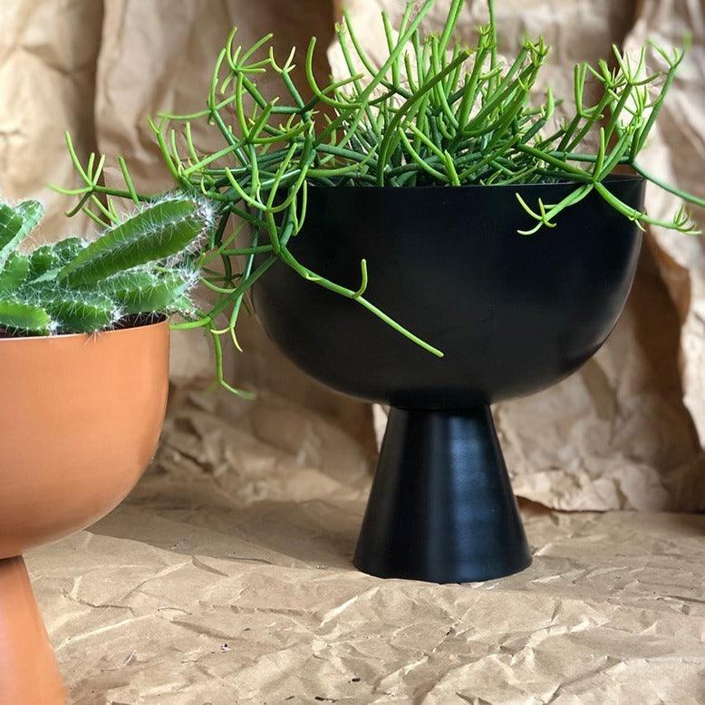 Large Vera Planter in Black with Rhipsalis by Lightly Design