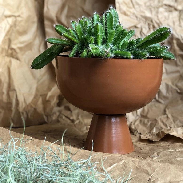 Large Vera Planter in Nutmeg with Rhipsalis by Lightly Design